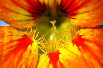 Image showing Nasturtium