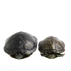 Image showing two turtles are isolated