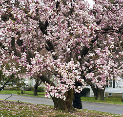 Image showing Cherry Blossoms