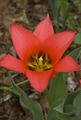 Image showing Open Tulip