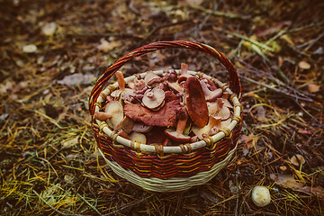 Image showing Basket with mushrooms is in a pine forest, late autumn, edible f