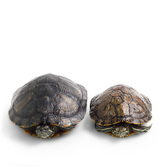 Image showing two turtle isolated on white background