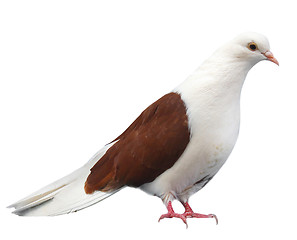 Image showing Brown white dove sits isolated on a white background