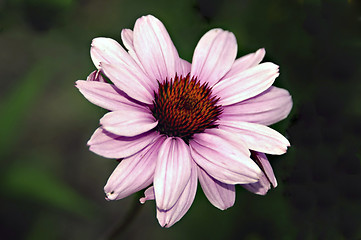 Image showing Pink Sunflower