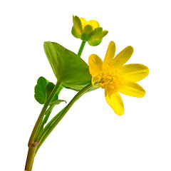Image showing Forest Ranunculus Ficaria spring buttercup yellow flower Chistya