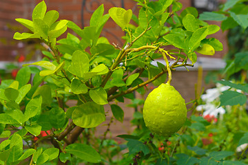 Image showing lemon on a tree with leaves and drops of dew