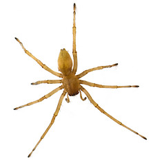 Image showing brown spider Russia living (Huntsman spiders) in house isolated