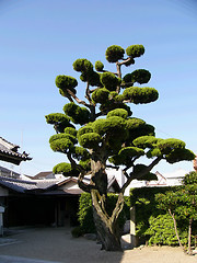 Image showing japanese tree