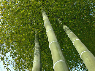 Image showing bamboo trees look up