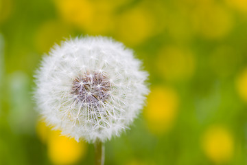 Image showing Dandelion in a meadow