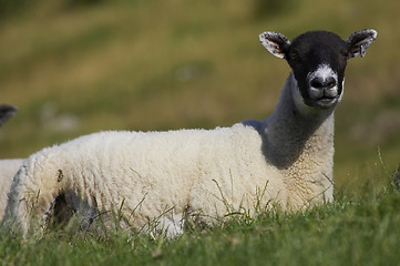 Image showing Single sheep lying in green field