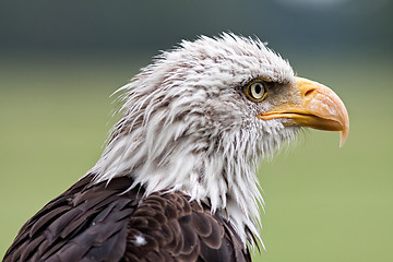 Image showing Bald eagle