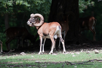 Image showing Mouflons