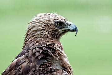 Image showing Eagle imperial