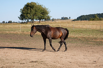 Image showing Brown horse