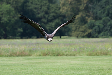 Image showing Flying vulture