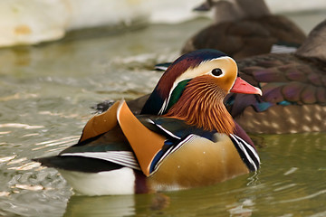 Image showing Mandarin duck