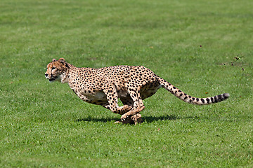 Image showing Running cheetah