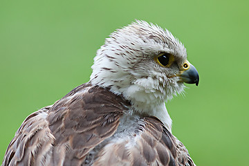 Image showing Young bald eagle