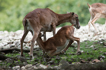 Image showing Young deer