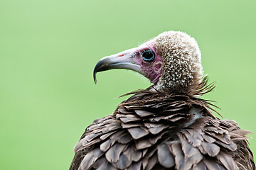 Image showing Vulture