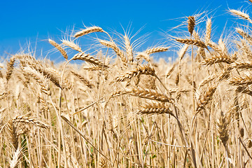 Image showing Wheat field