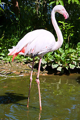 Image showing Flamingo