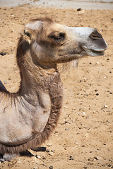 Image showing Camel