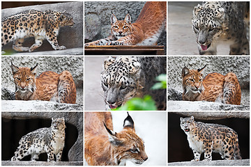 Image showing Lynx and Snow Leopard