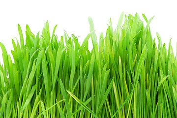 Image showing Green grass