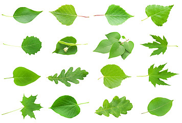 Image showing Green Leaves