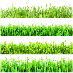 Image showing Green grass