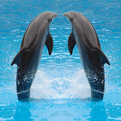 Image showing Dolphin twins