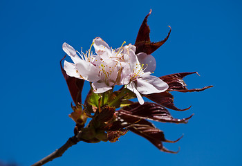 Image showing Cherry blossom