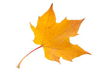 Image showing Maple leaf