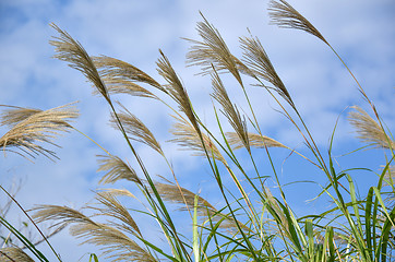 Image showing Japanese grass