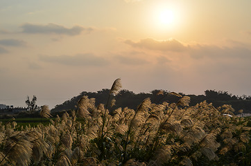 Image showing Okinawa morning