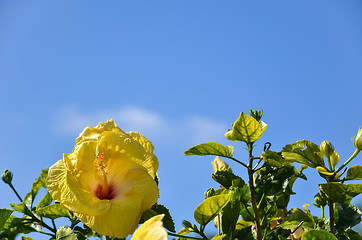 Image showing Yellow Hibiscus at blue sky