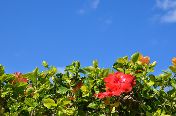 Image showing Red Hibiscus