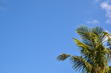 Image showing Palm tree branches