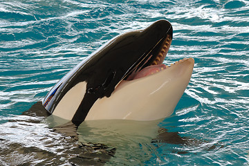 Image showing Smiling killerwhale