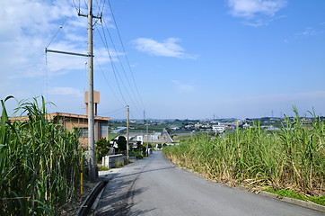 Image showing Sugar cane fields