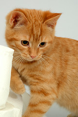 Image showing Kitten on gray background