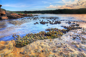 Image showing Cunjevoi Sea Squirts