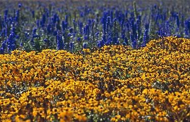 Image showing Flower Farm