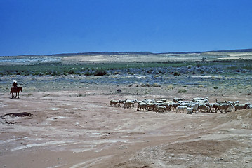 Image showing Sheep