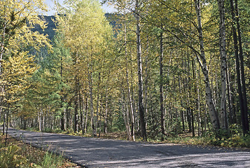 Image showing Forest road