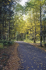 Image showing Forest road