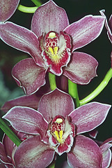 Image showing Orchidea