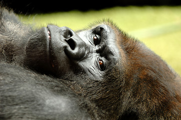 Image showing Resting ape